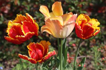 Křest v Duchu (2. neděle adventní A)