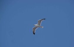 Boží Syn v Ježíši Kristu (Svátek Křtu Páně A) 