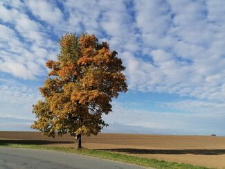 Milovaný a vyvolený syn 