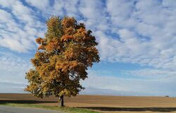 Milovaný a vyvolený syn 