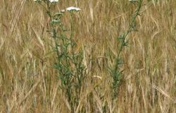 Podobenství o pleveli mezi pšenicí (Mt 13,24-30; 36-41)