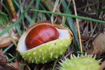 Proměna v děti nebeského Otce