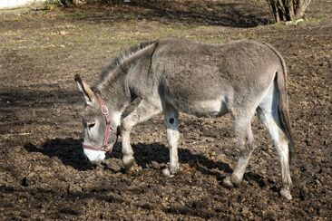 Květná neděle (A) - videoúvod 