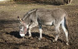 Květná neděle (A) - videoúvod 