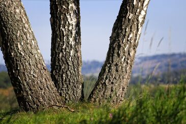 Hledejte Boha (4. neděle v mezidobí A) 