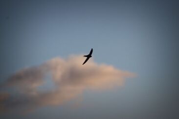 Pán je však duch; a kde je duch Páně, tam je svoboda (6. neděle v mezidobí A) 