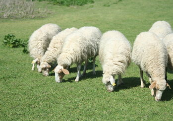 Dobrý Pastýř (4. neděle velikonoční B)