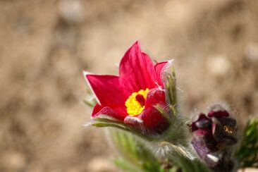 Velebí má duše Pána 