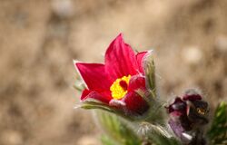 Velebí má duše Pána 