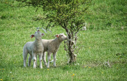 „Hle, Beránek Boží…“ (2. neděle v mezidobí A) 