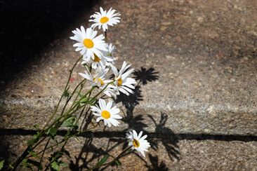  Vy jste světlo světa (5. neděle v mezidobí A)