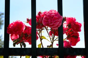 Vyzbrojení mocí z výsosti