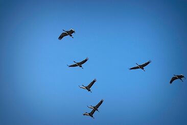 Budoucnost řeholního života 