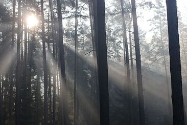 Vstříc setkání s Pánem (1. neděle adventní A) 