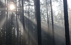 Vstříc setkání s Pánem (1. neděle adventní A) 