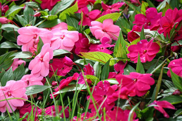 Novéna k Božímu milosrdenství 