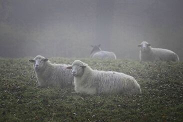 "Já jsem přišel, aby měli život v hojnosti"