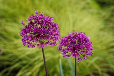 Svědkové světla (4. neděle postní A) 