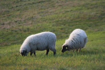 Pravý pastýř a jiní pastýři (4. neděle velikonoční A) 