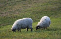 Pravý pastýř a jiní pastýři (4. neděle velikonoční A) 