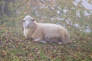 Modlitba odevzdanosti