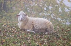 Modlitba odevzdanosti