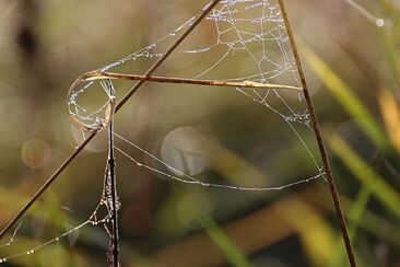 Hospodin je mé světlo a má spása, koho bych se bál? (3. neděle v mezidobí A) 
