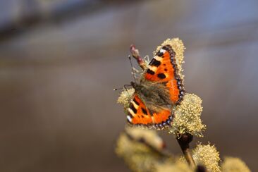 "Ježíš ho vyhledal..." 